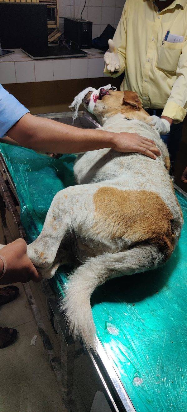 Government Veterinary Hospital