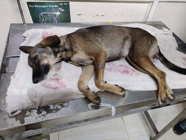 Government Veterinary Hospital